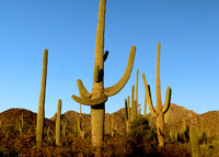 Tucson Saguaro National Park