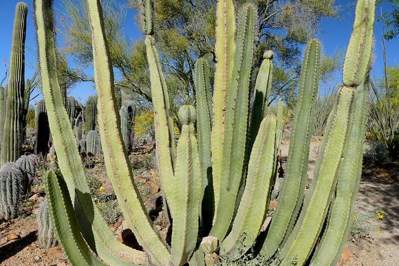 Arizona Sonora Desert Museum Tucson
