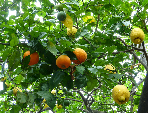 Sorrento Lemon Grove