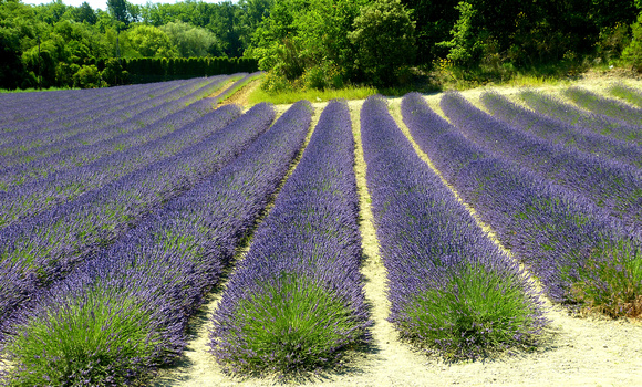 Luberon  Lavender Fields